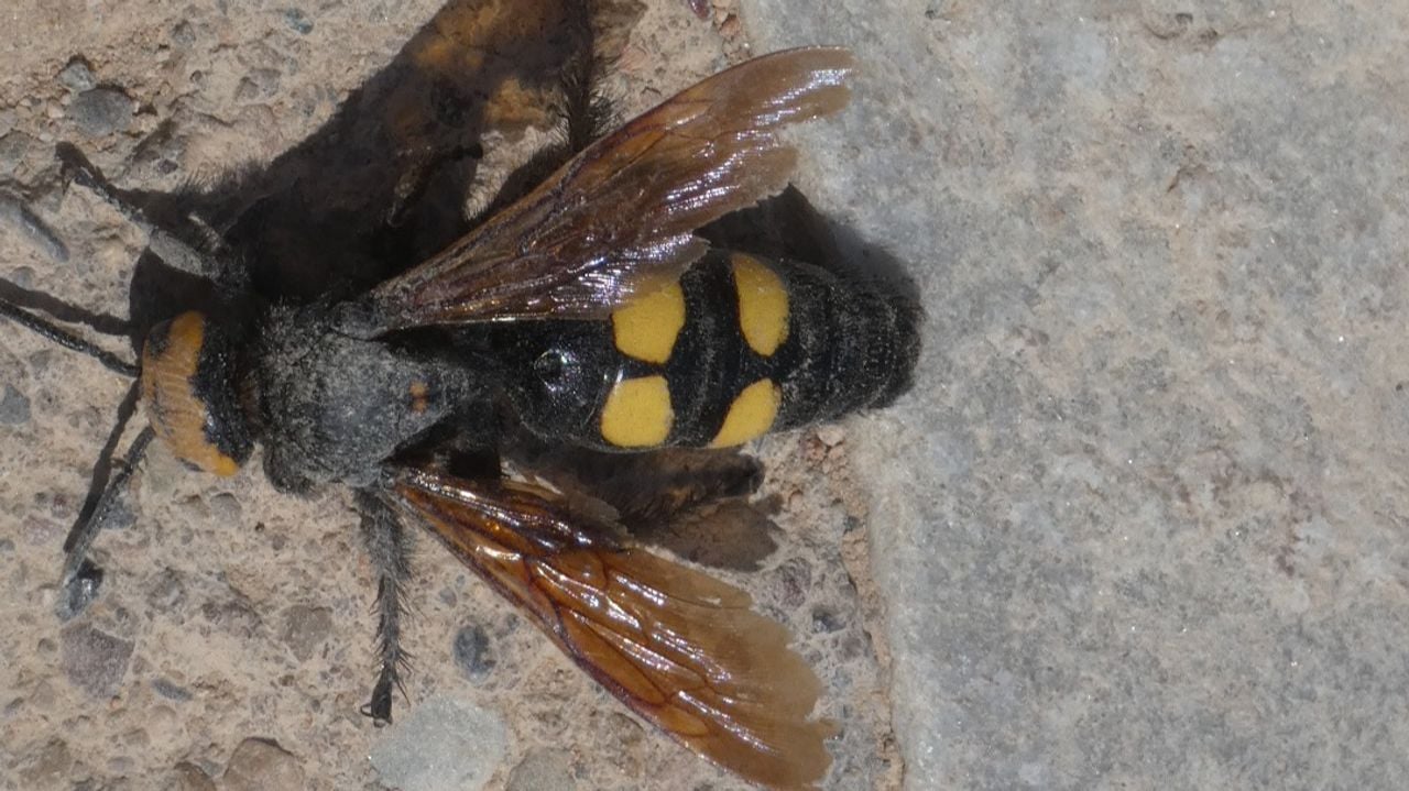 Een reuzendolkwesp (foto: Rien Franse).