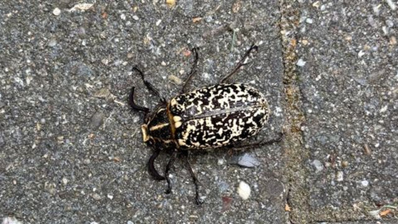 Een julikever (foto: Rianne Basten).