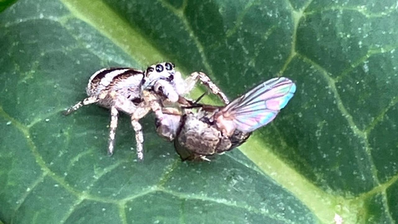 Een huiszebraspin pakt een vlieg (foto: Jacqueline de Nijs).