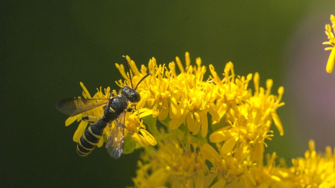 De gewone knoopwesp (foto: Saxifraga/Jan van der Straaten).