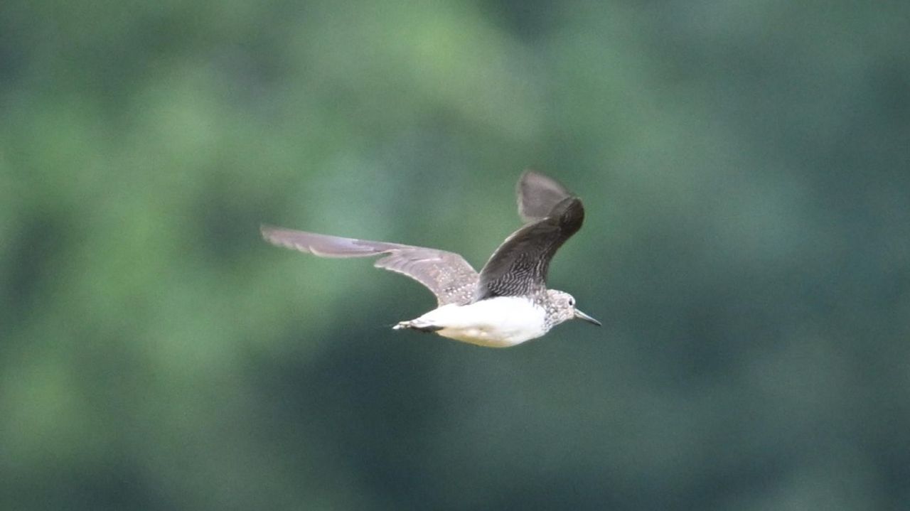 Witgat (foto: Reinder Smid).