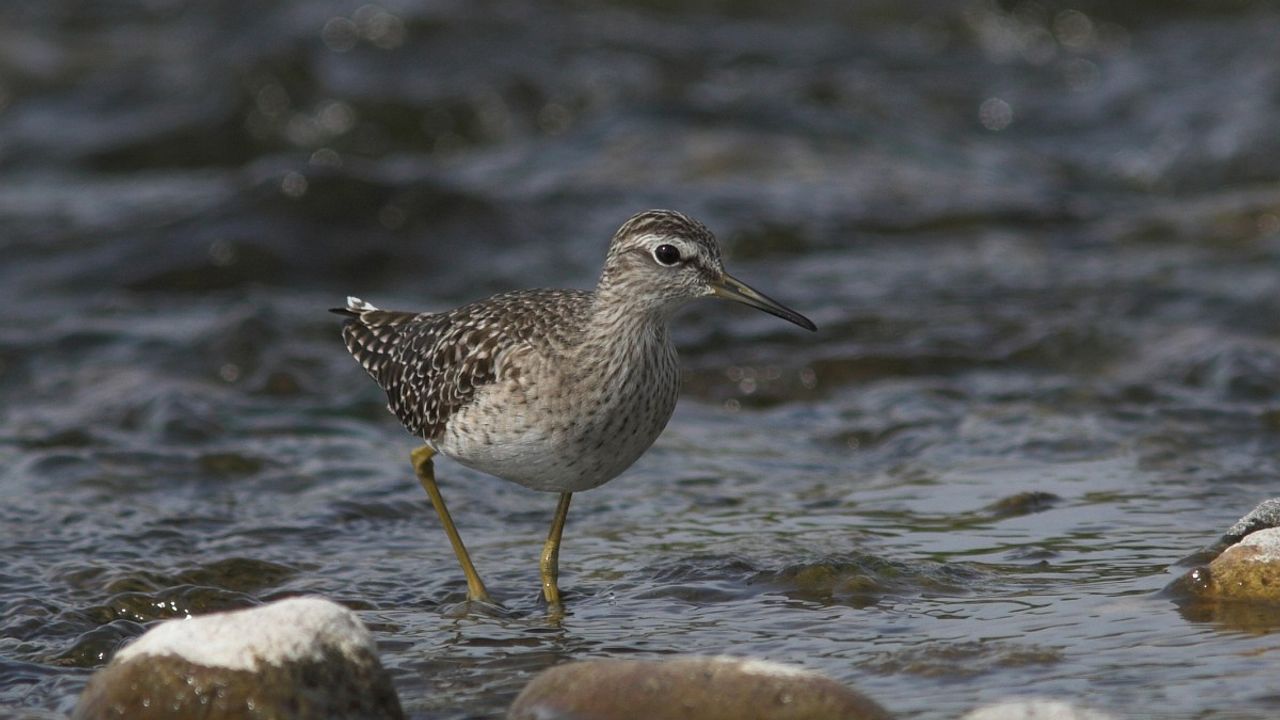 De bosruiter (foto: Saxifraga/Lianne Schroeder).