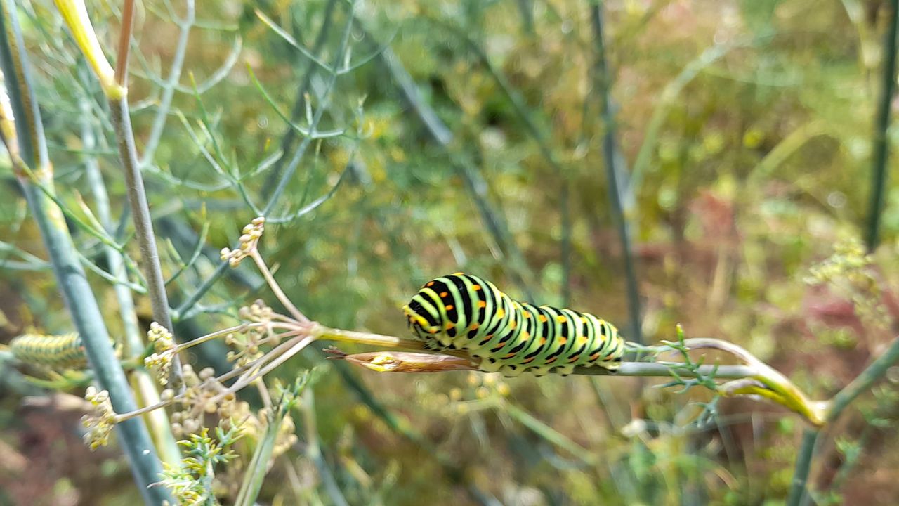 De rups van de koninginnenpage (foto: Toon Brugman).