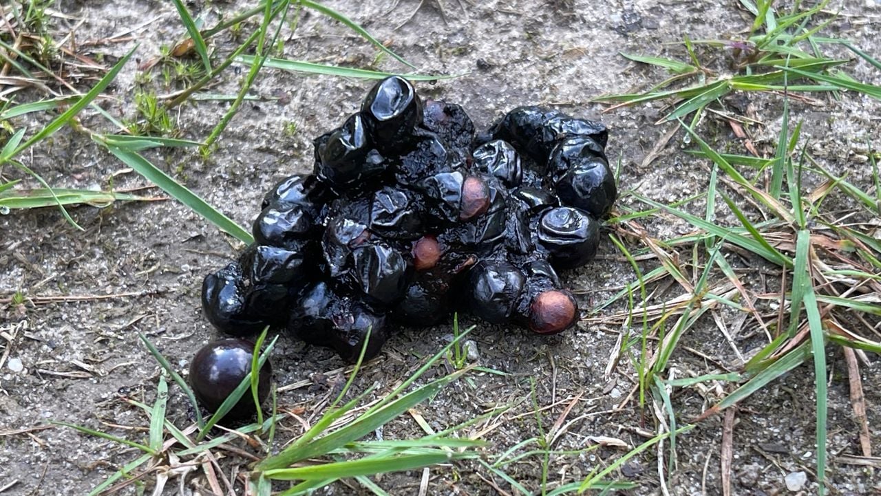 Een steenmarterdrol met kersenpitten (foto: Hans van Drunen).