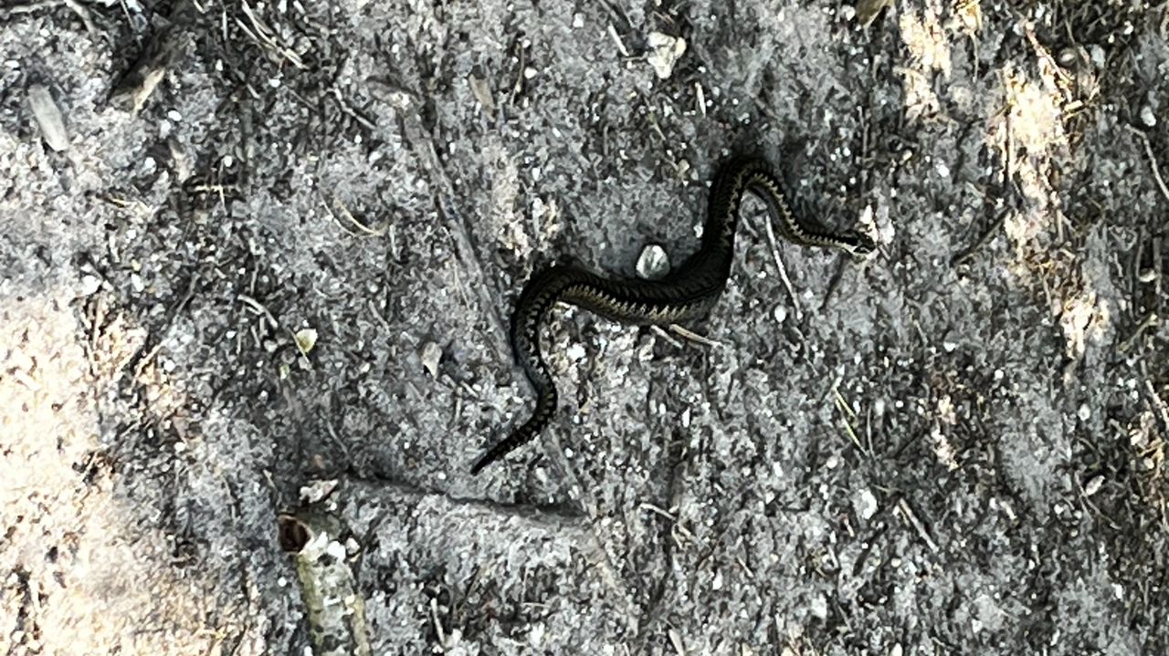 Een adder (foto: Joy Wouters).
