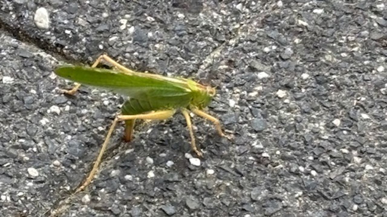 Het vrouwtje van de grote groene sabelsprinkhaan (foto: Peter Aben).