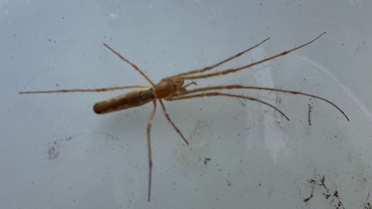 Een strekspin spec. (foto: John de Koning).