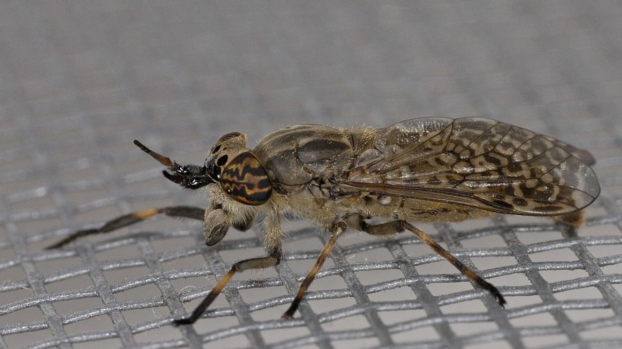 Een gewone regendaas (foto: Saxifraga/Ab. H. Baas).