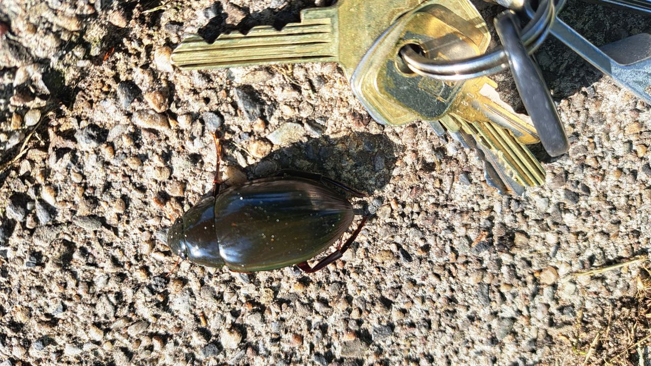 Een grote spinnende watertor, onderzijde (foto: Tamara Didden).
