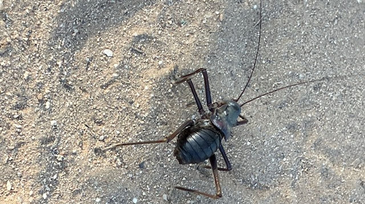 Een Namibische soort sabelsprinkghaan (foto: Marianne Berg).
