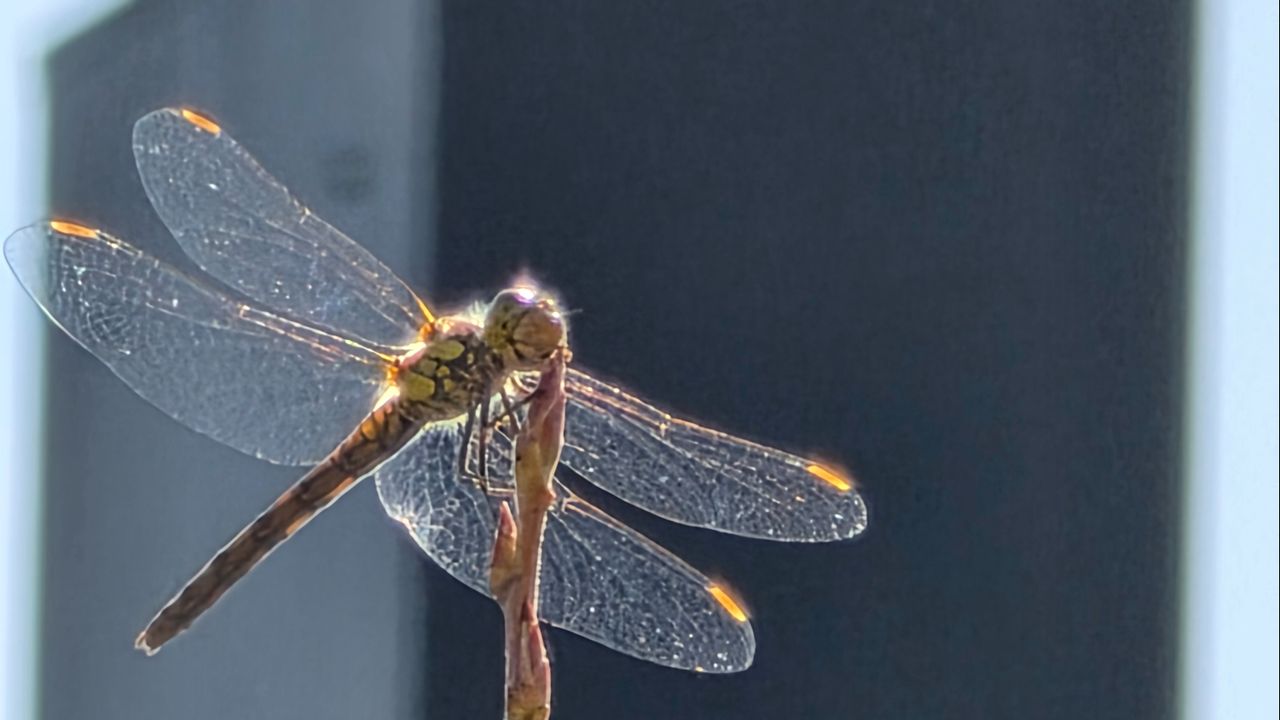 Een heidelibel spec. (foto: Bianca de Rooij).