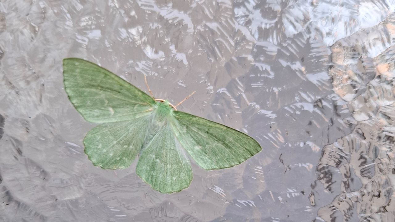Een kleine zomervlinder (foto: Truus Angenent).