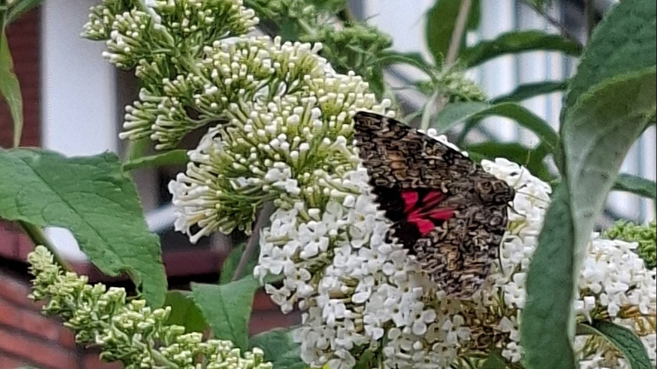 Een karmozijnrood weeskind (foto: Elvira de Vries).