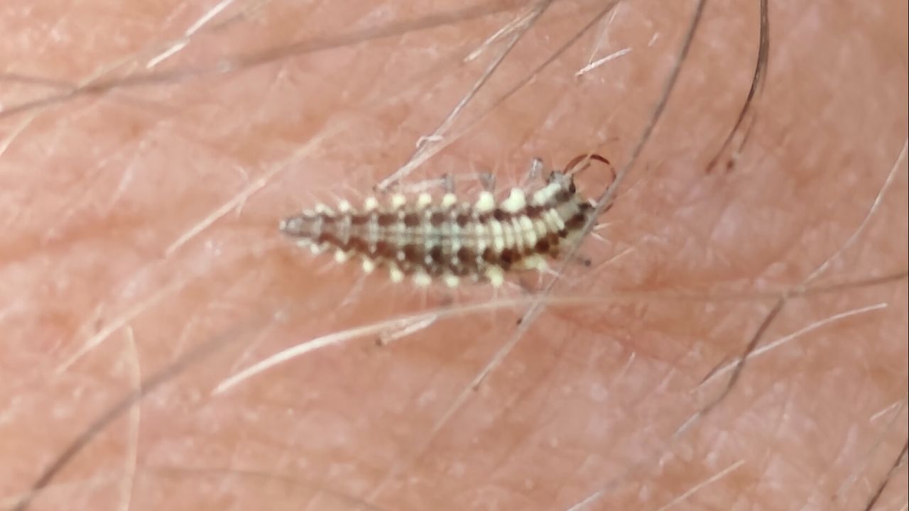 Een larve groene gaasvlieg (foto: Ernest Boussen).