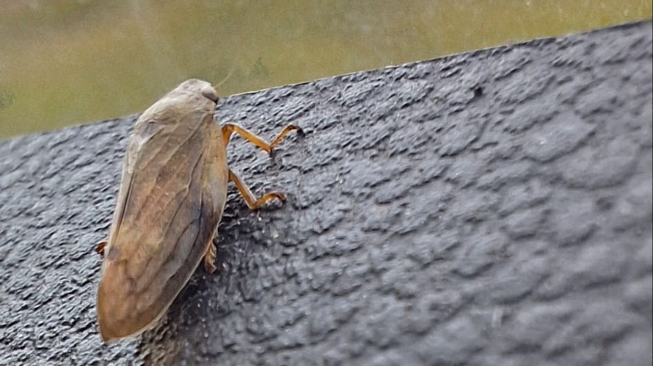 Een spuugbeestje (foto: Tonny Ramaekers).
