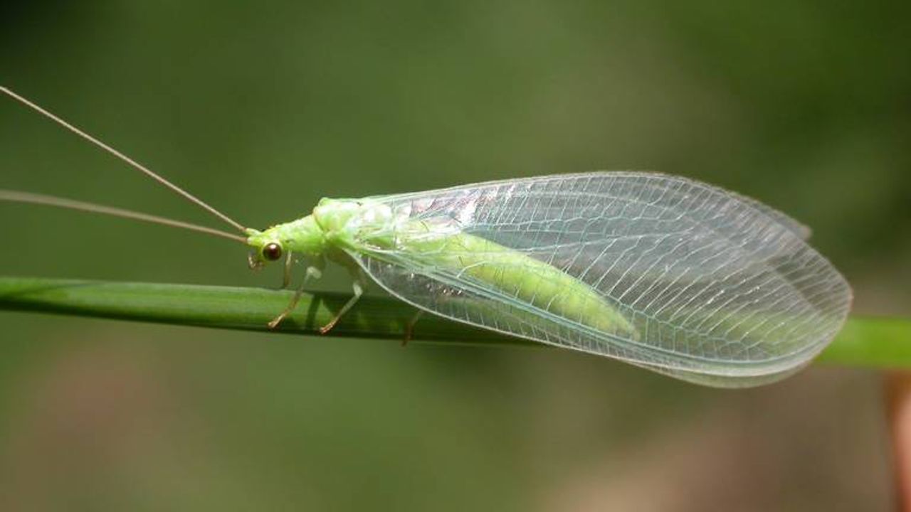 Een groene gaasvlieg.