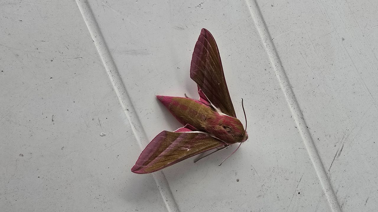 Groot avondrood (foto: Palux Bruyninckx).