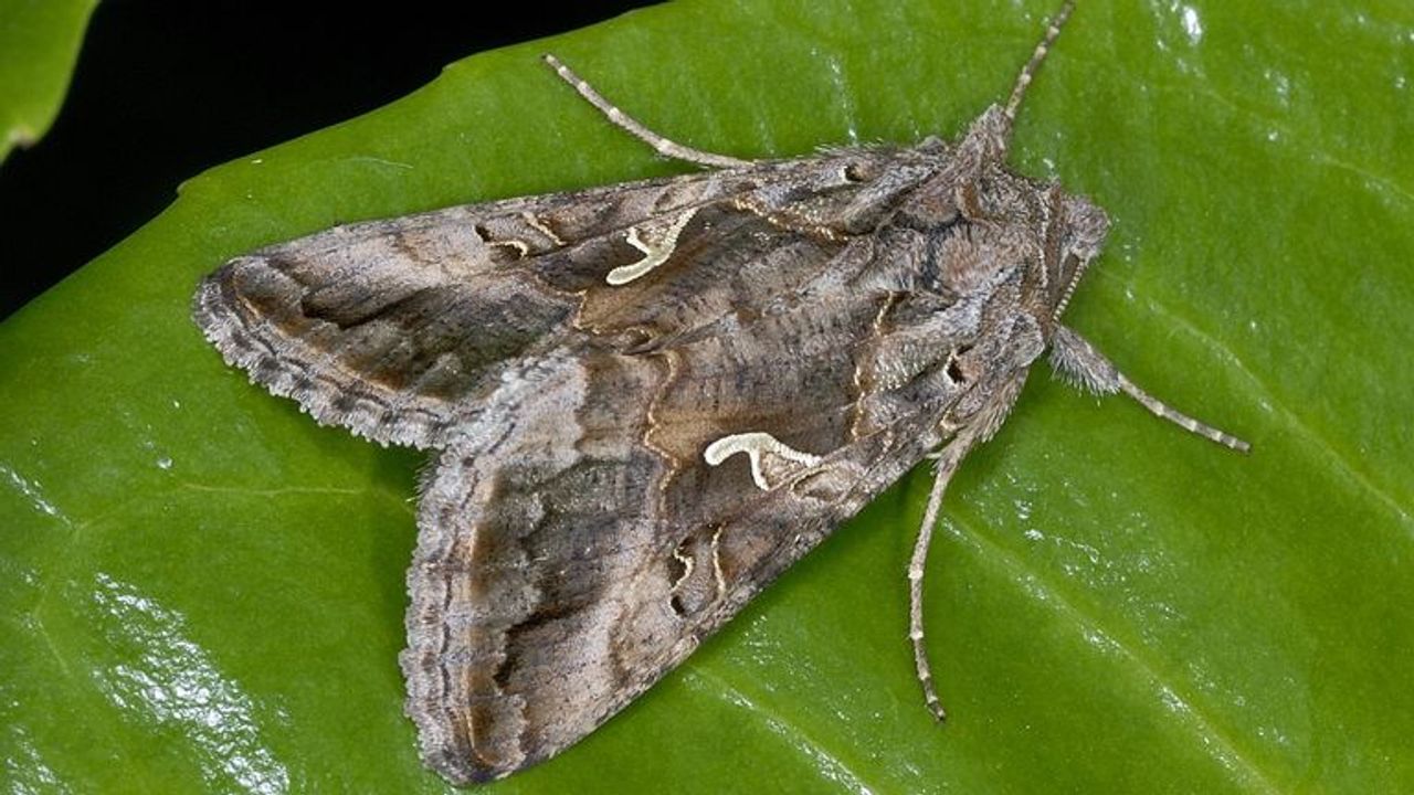 Een gamma-uil (foto: Ab H. Baas).