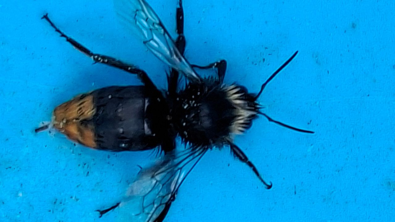 Een steenhommel (foto: Lous Zurcher).