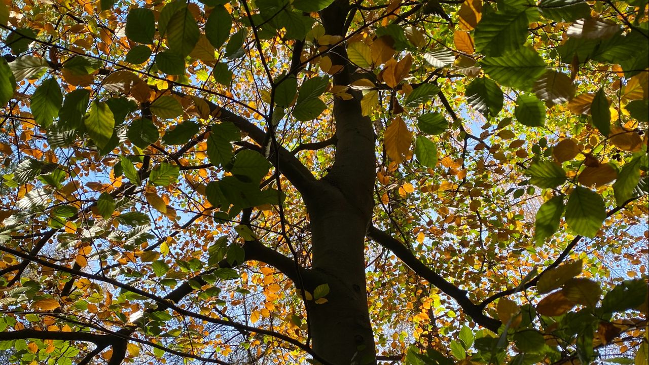 Een aangetaste beukenboom (foto: Frans Kapteijns).