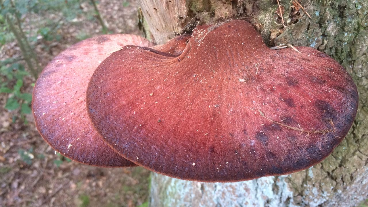 Biefstukzwam Oisterwijkse bos foto Frans Kapteijns