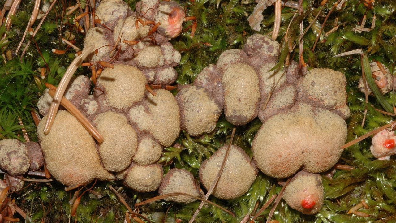 Een bloedweizwam foto Saxifraga Jan van der Straaten