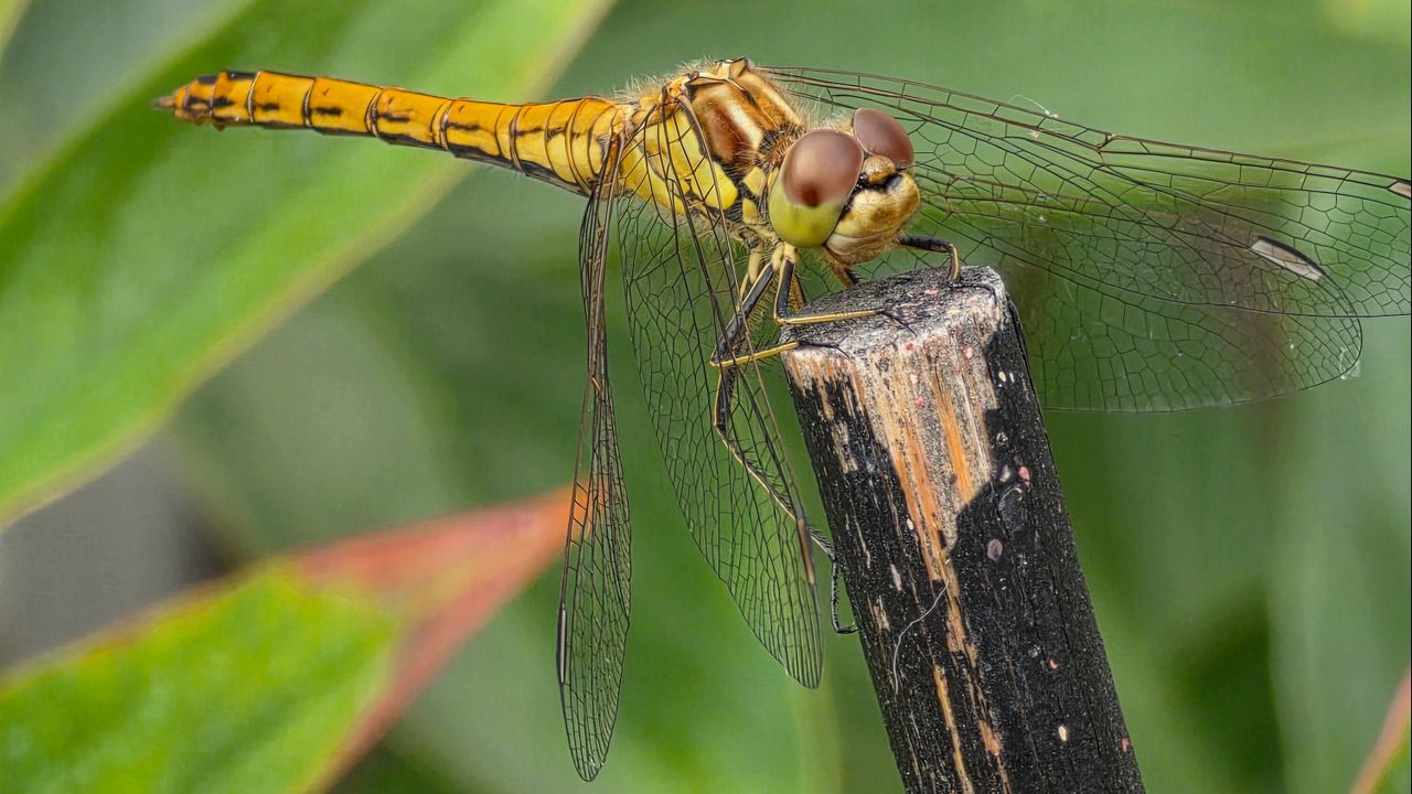 Een steenrood heidelibelvrouwtje (foto: Taaie Tijgers Waalwijk).