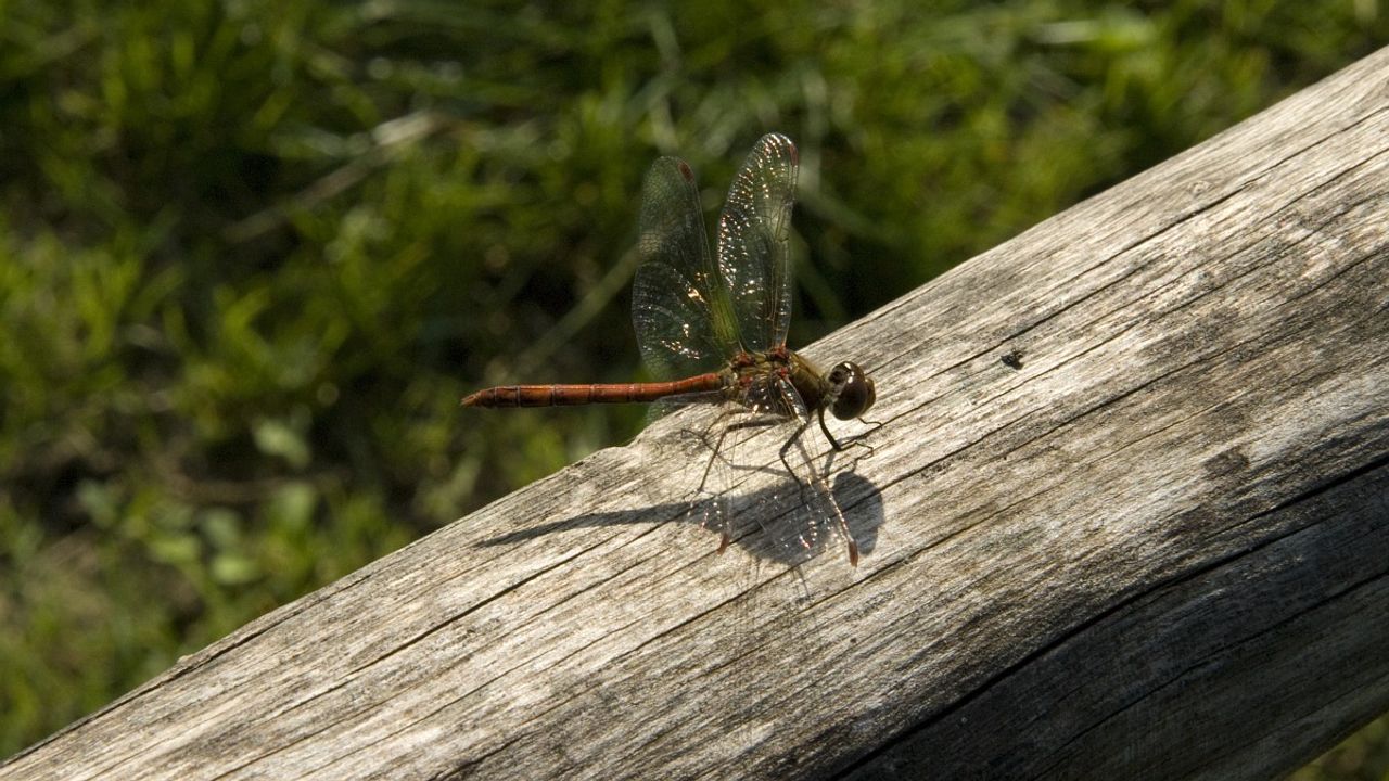 Een steenrood heidelibelmannetje (foto: Saxifraga/Jan van der Straaten).