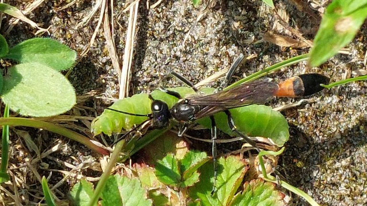Een rupsendoder met een levende rups (foto: Jos en Annie Weerts).