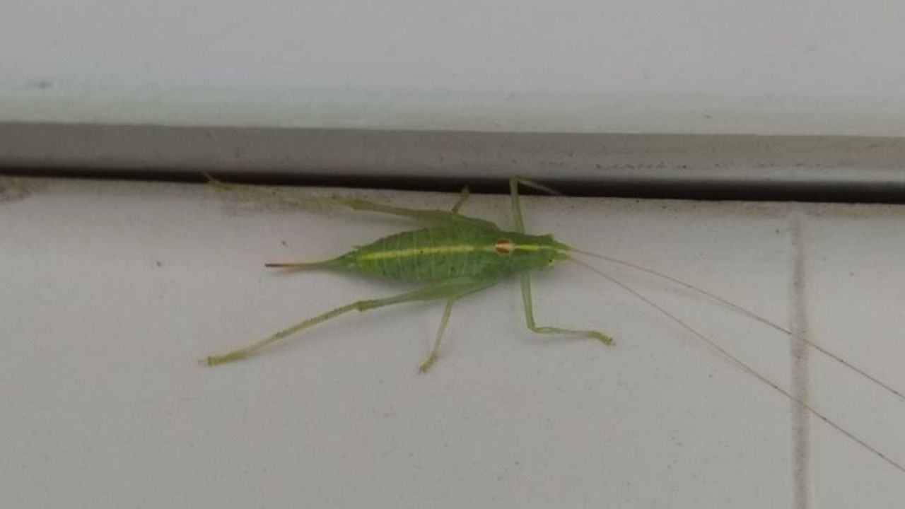 Een zuidelijke boomsprinkhaan (foto: Guus Bertens).