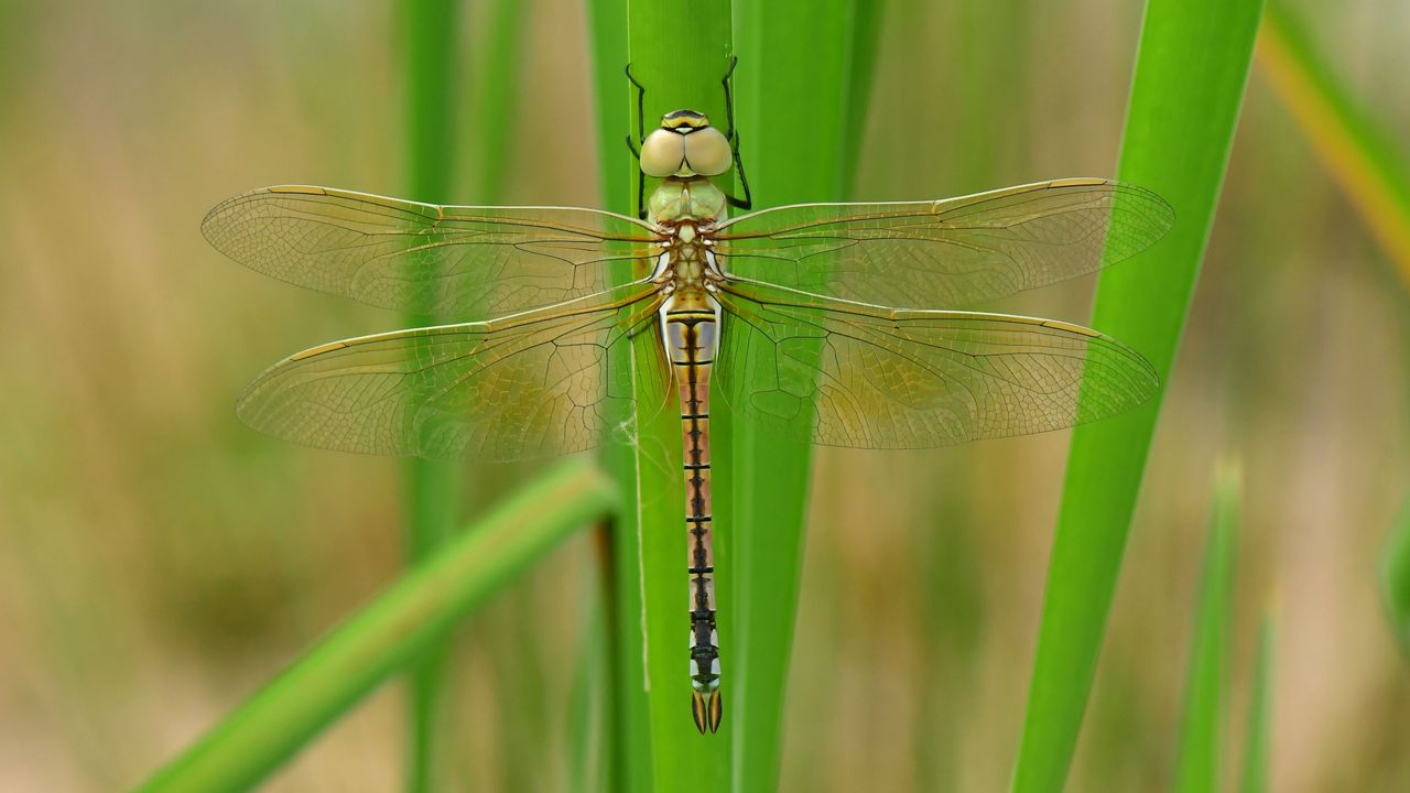 Een zadellibel (foto: Bas van Sambeek).