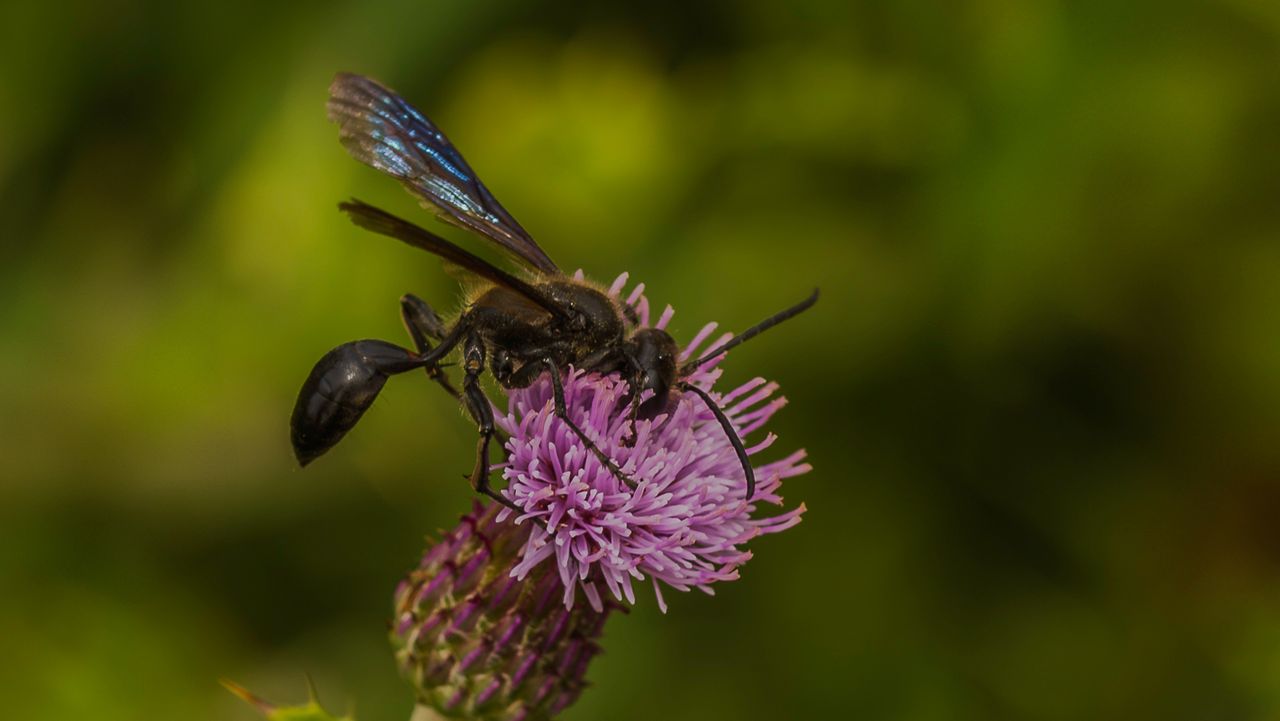 Een Mexicaanse zwartsteel (foto: Bert Goossens).