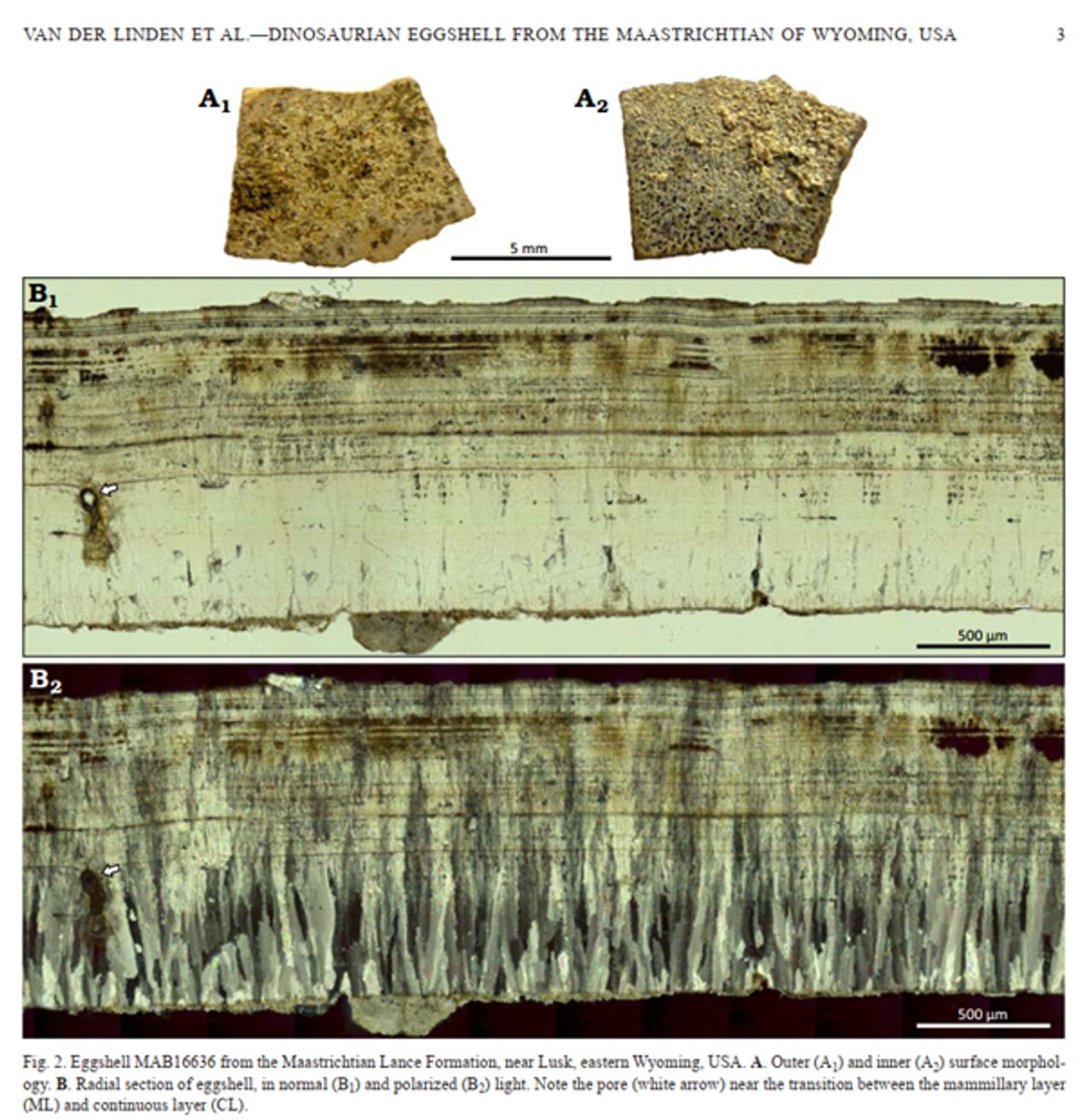 Het stukje is slechts vijf millimeter groot (foto: Oertijdmuseum).