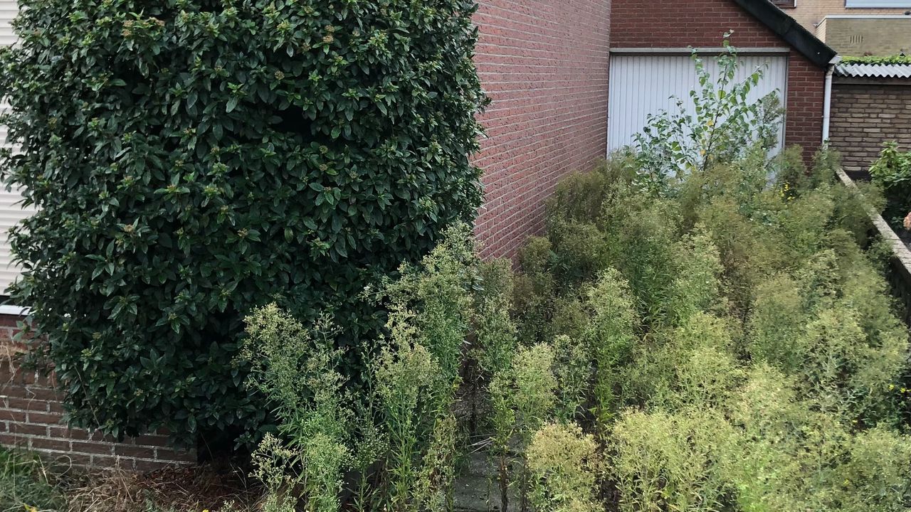 De oprit van dit huis in Zegge is dichtgegroeid (foto: Willem-Jan Joachems) 