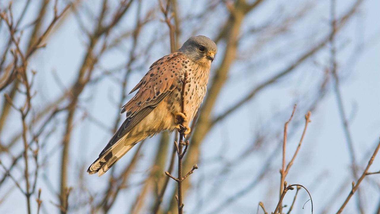 Een torenvalkmannetje (foto: Saxifraga/Martin Mollet).