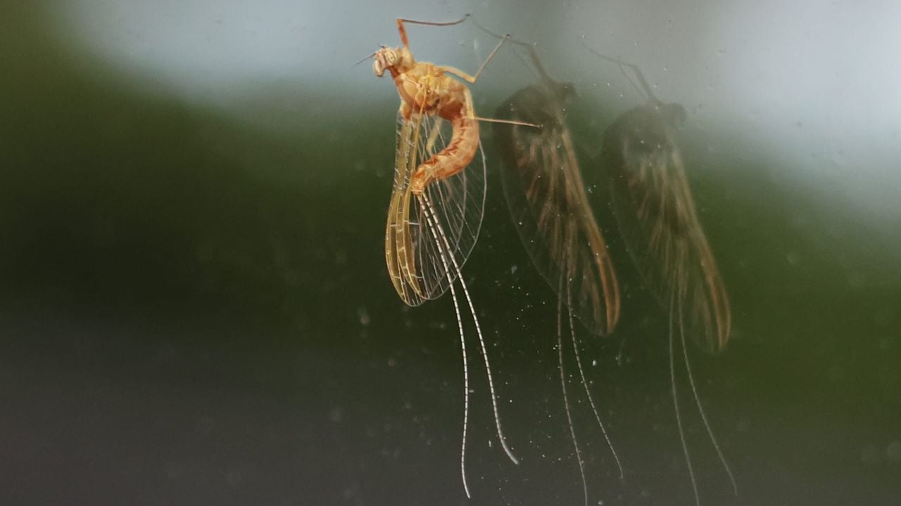 Een gewone tweevleugel foto Rianne van de Ven