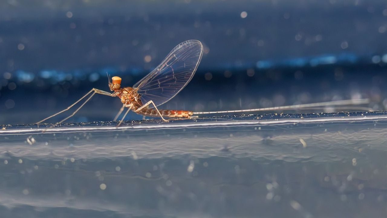 Een gewone tweevleugelmannetje (foto: Saxifraga/Bart Heijne).