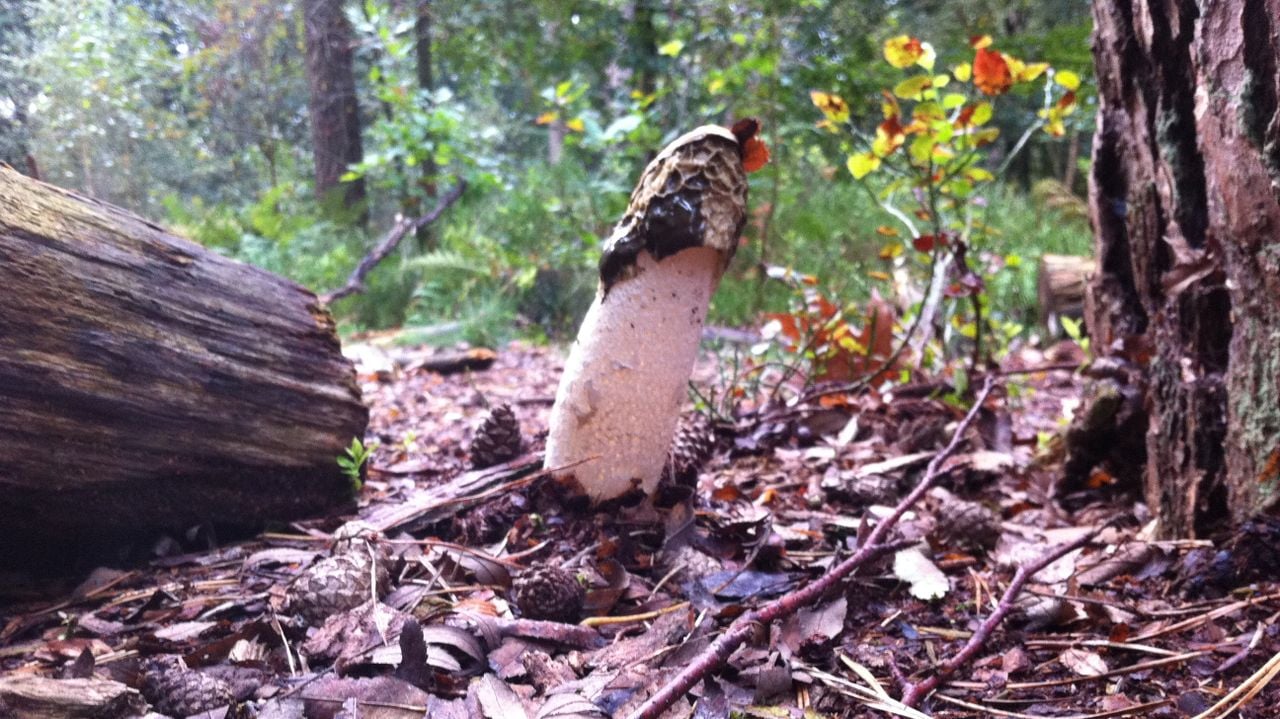Een restje sporen van een grote stinkzwam (foto: Frans Kapteijns).