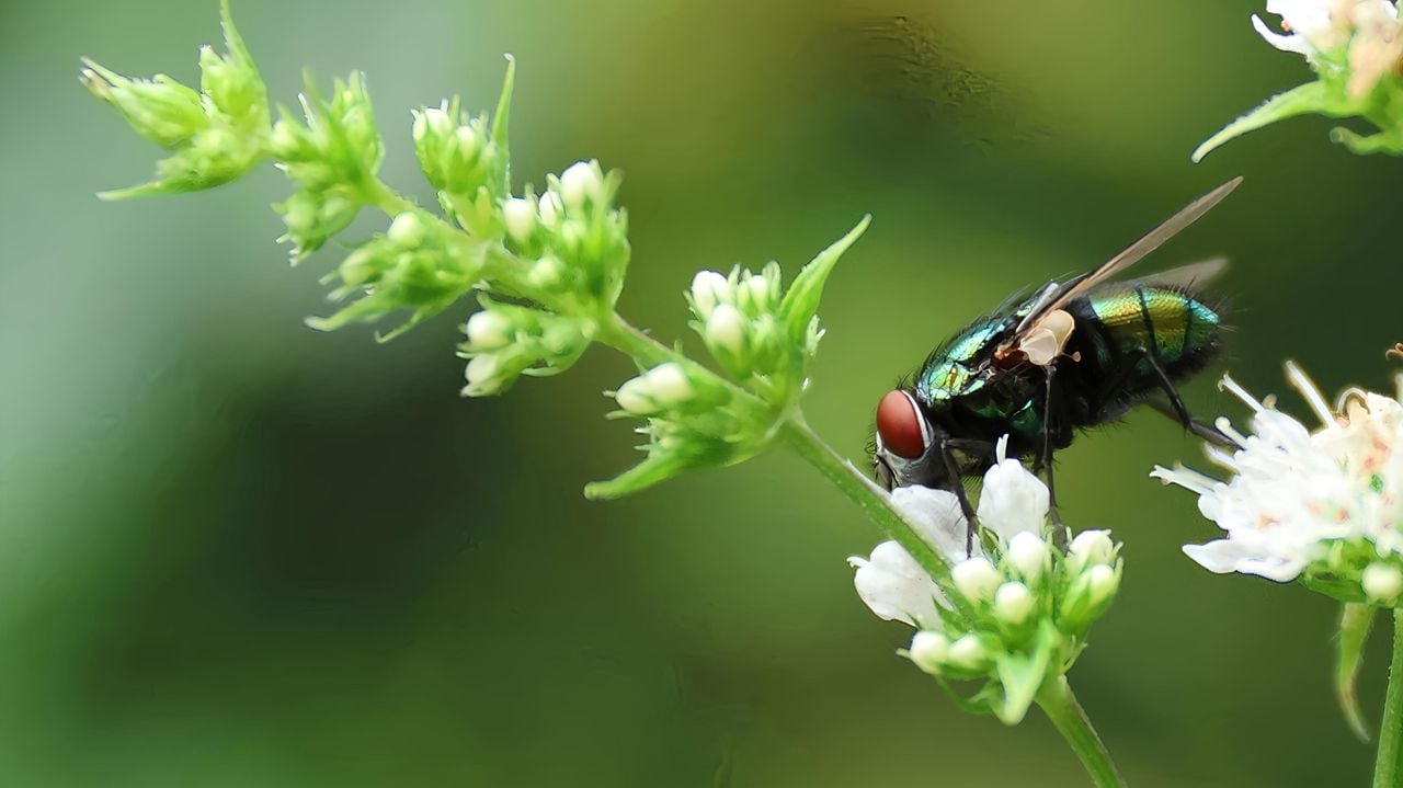 Een groene vleesvlieg (foto: Dian Sips).