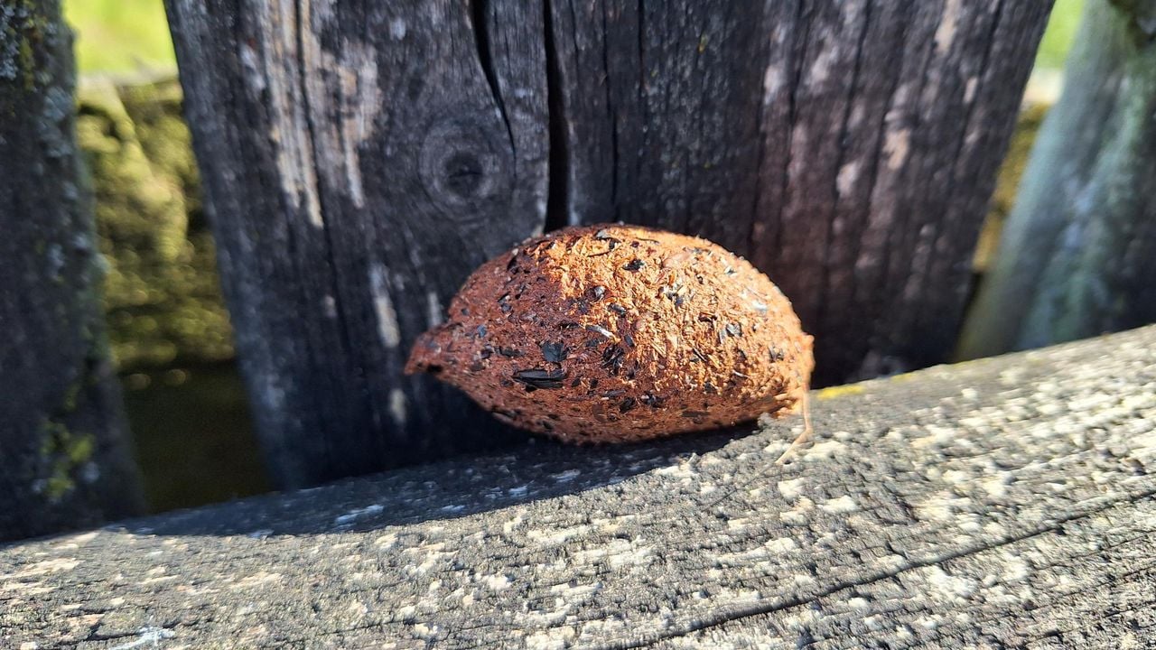 Een braakbal van de torenvalk (foto: Els Kuijpers).