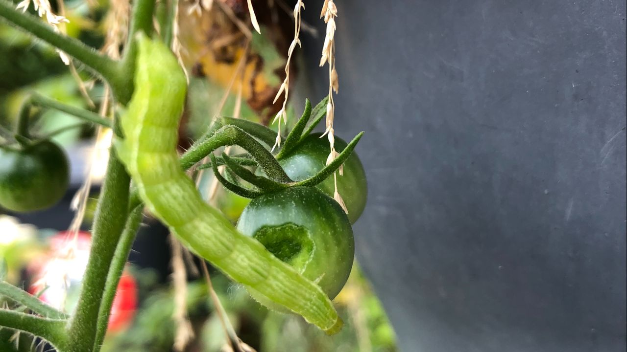 Een rups van het oranjetipje (foto: Jan Baartmans).