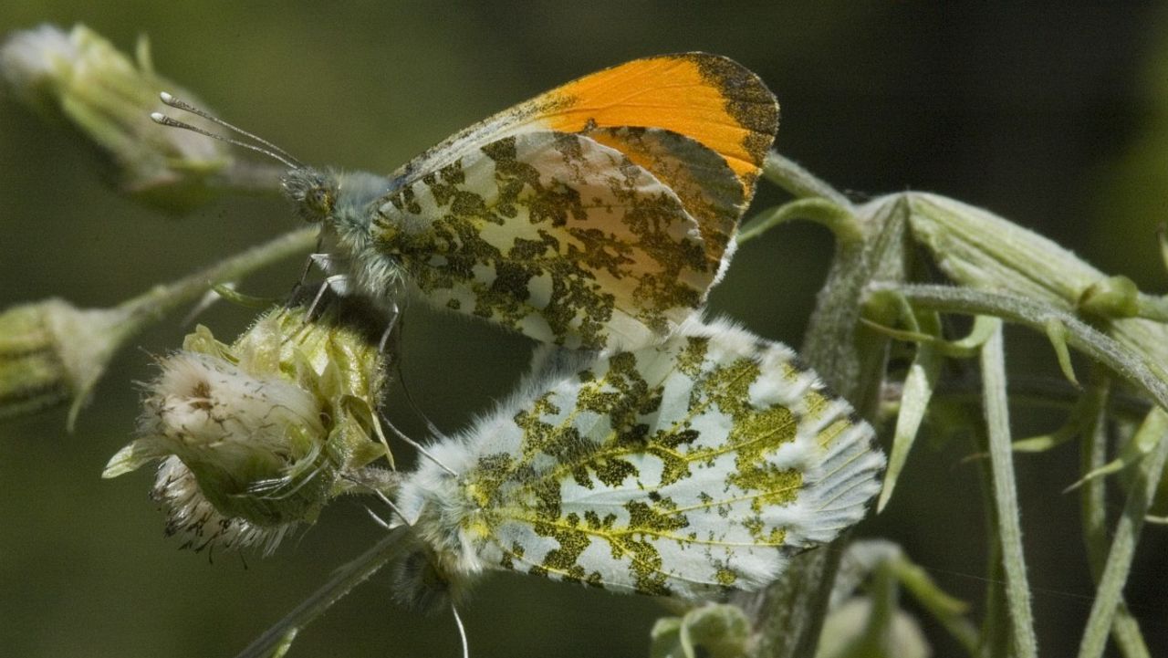 De paring van oranjetipjes, het mannetje boven (foto: Marijke Verhagen).