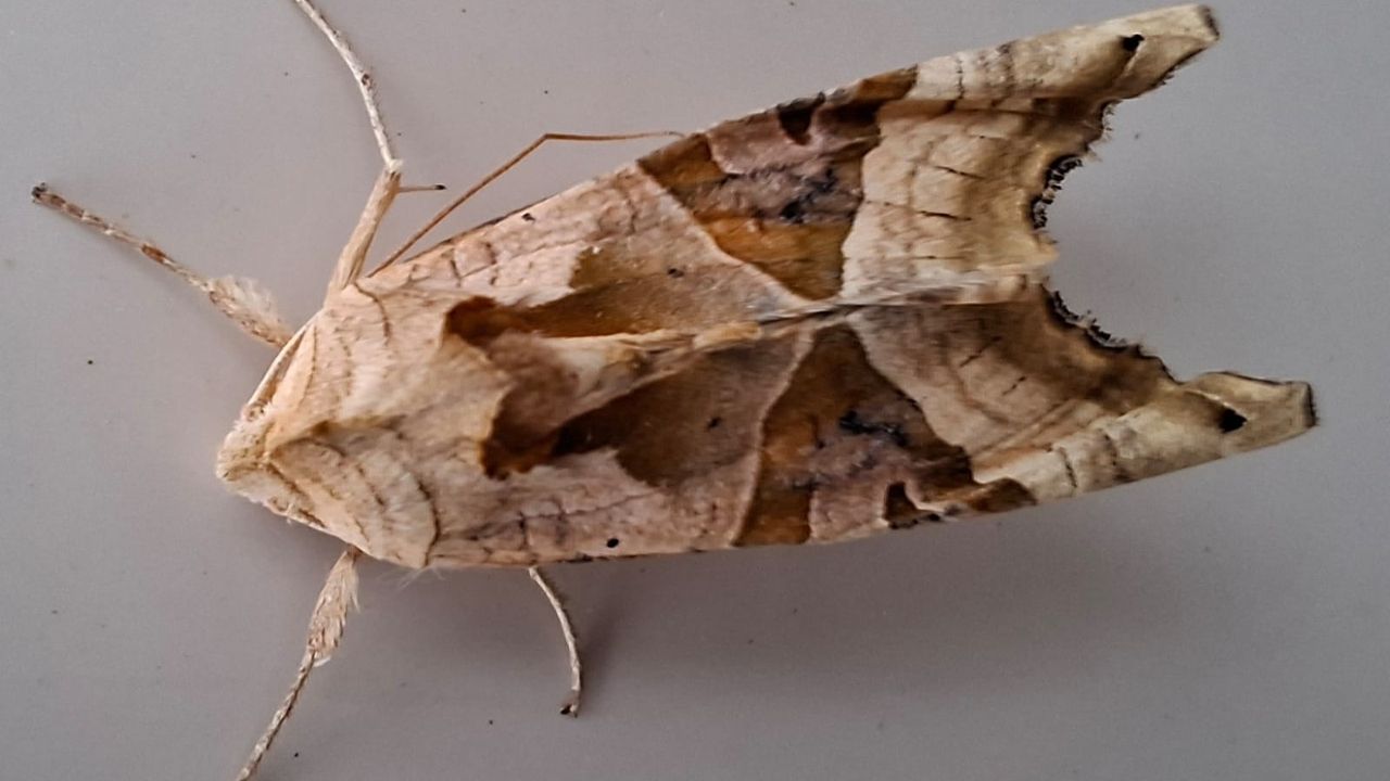 Een agaatvlinder (foto: Rinus Mesman).