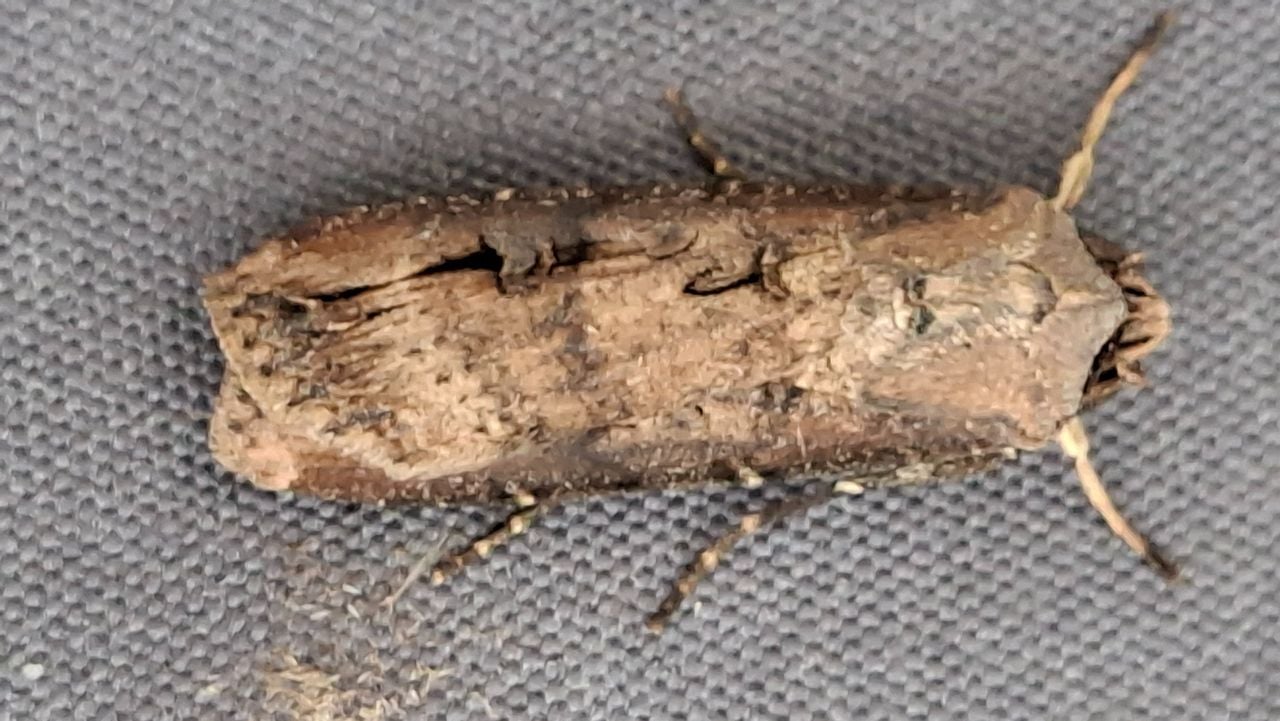 Een grote worteluil (foto: Koos Verheijden).