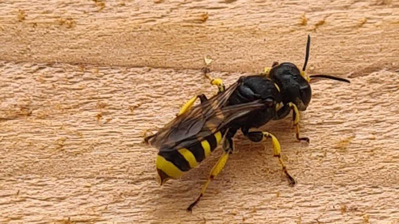 Een blokhoofdwesp spec. (foto: Marc).