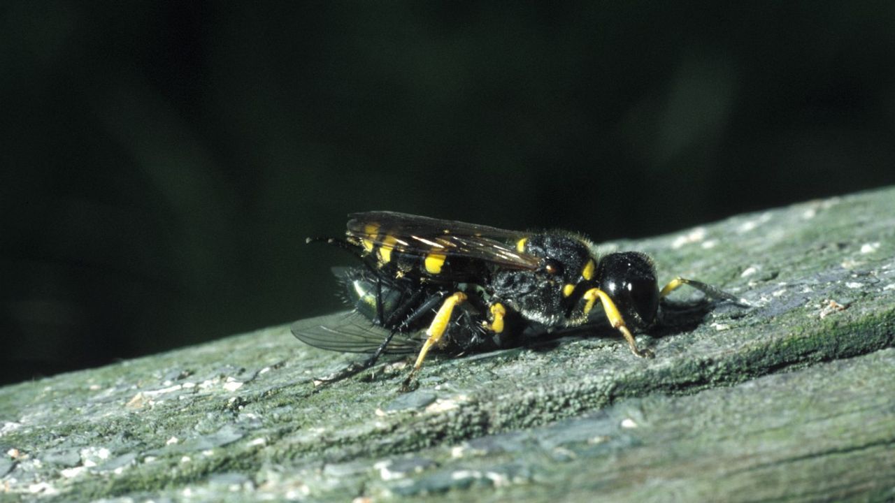 Een blokhoofdwesp met vlieg (foto: Saxifraga/Pieter van Breugel).