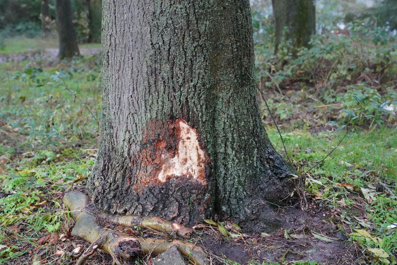 Foto: Bart Meesters/Persbureau Heitink.