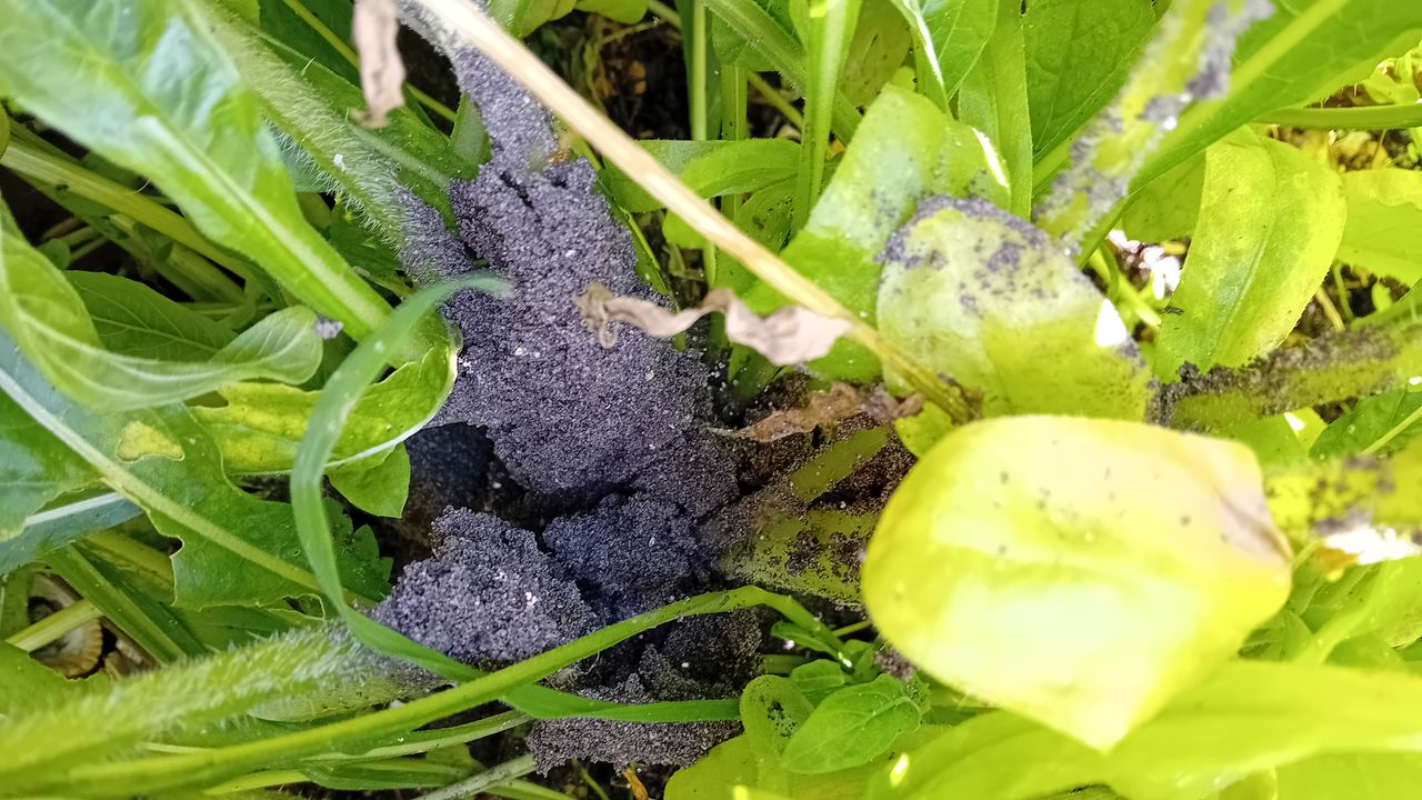 Resten van het graafwerk van mieren (foto: Margot Reijnders).