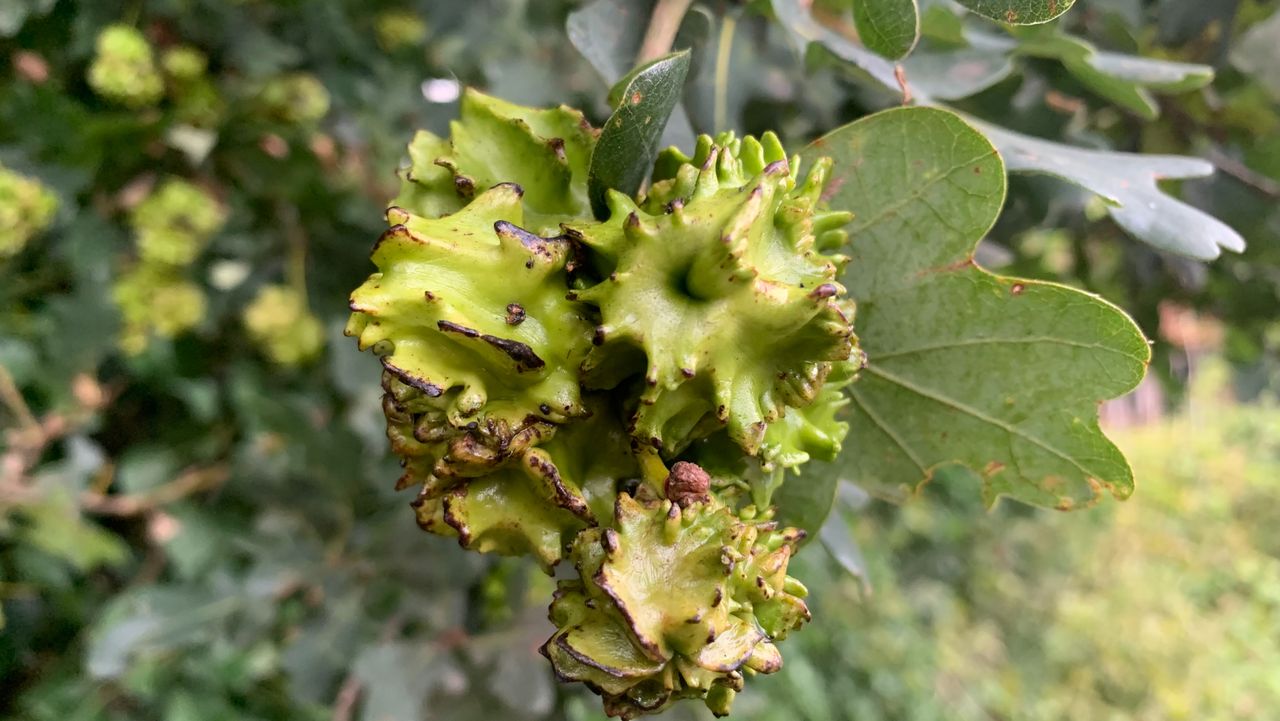 Knoppergallen (foto: Cathy Emmen).