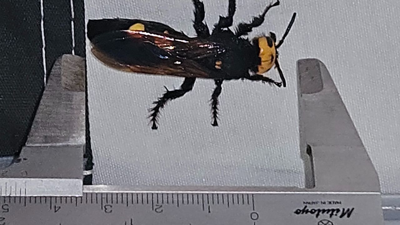 Een reuzendolkwesp (foto: Marco van Elderen).